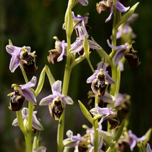 Ophrys fuciflora